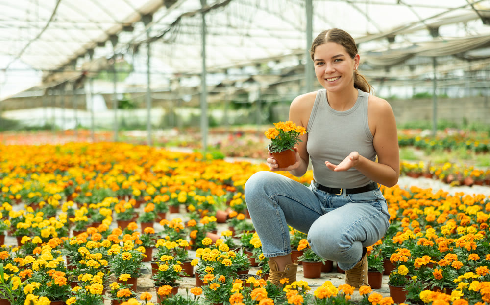 Young woman choosing marigolds in a greenhouse