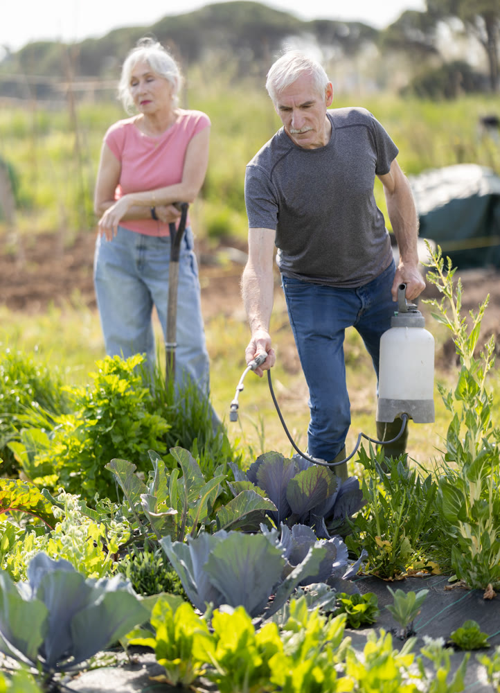 Elderly man sprays tomato seedlings with insecticide in her garden.