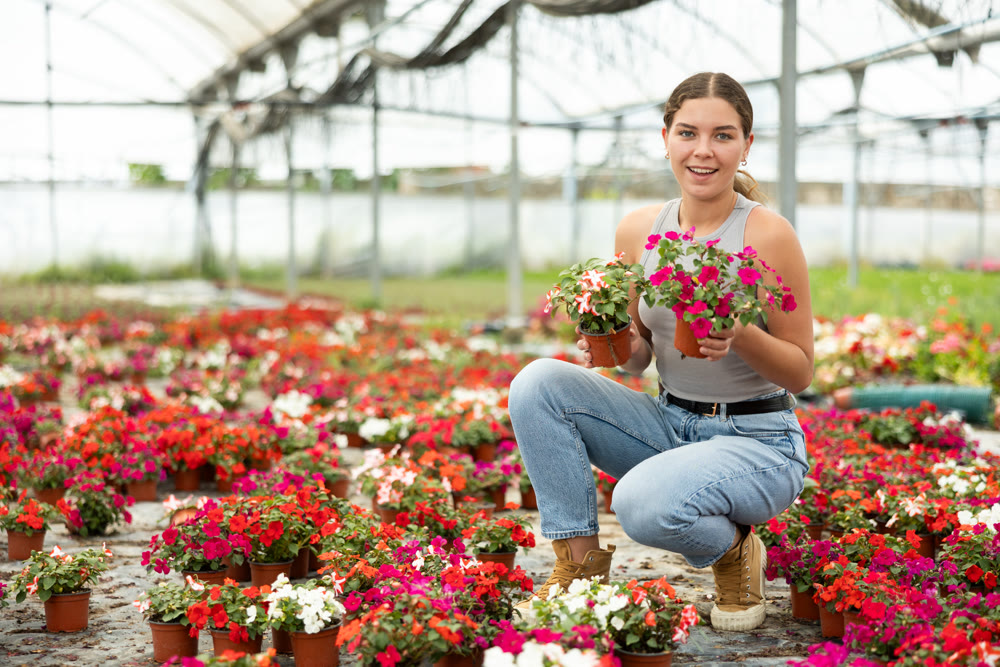 Girl chooses beautiful fresh flowers of the Balsaminaceae genus for her home