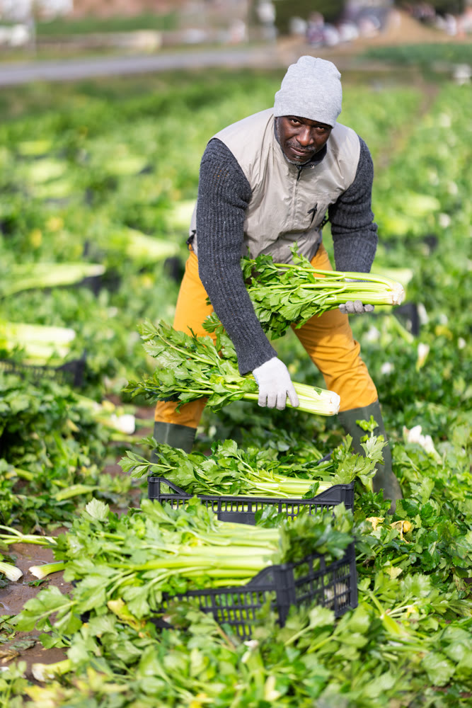 Middle-aged man harvesting celery on agricultural field