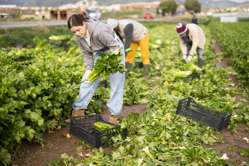 Young woman harvesting celery in a field