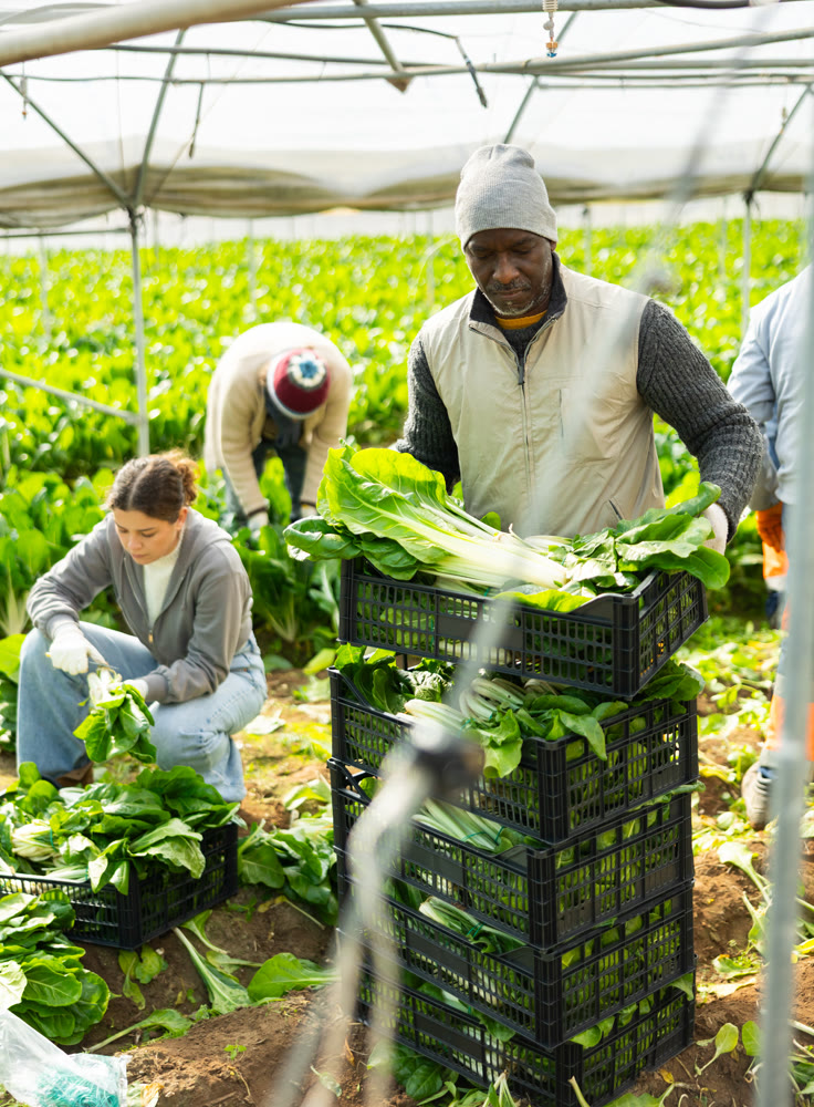 Male farmer harvests natural celery in farmer field