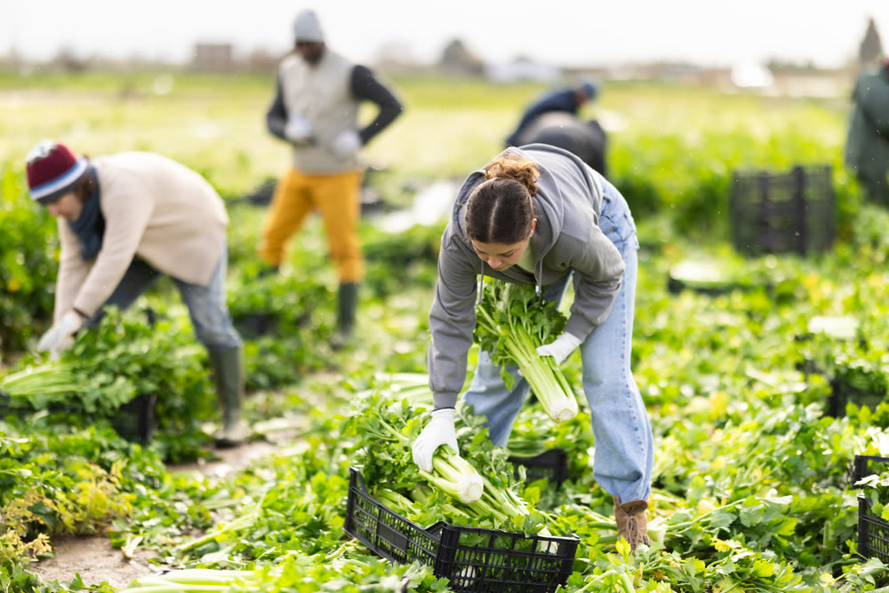 Young female farmer harvesting celery with team in field