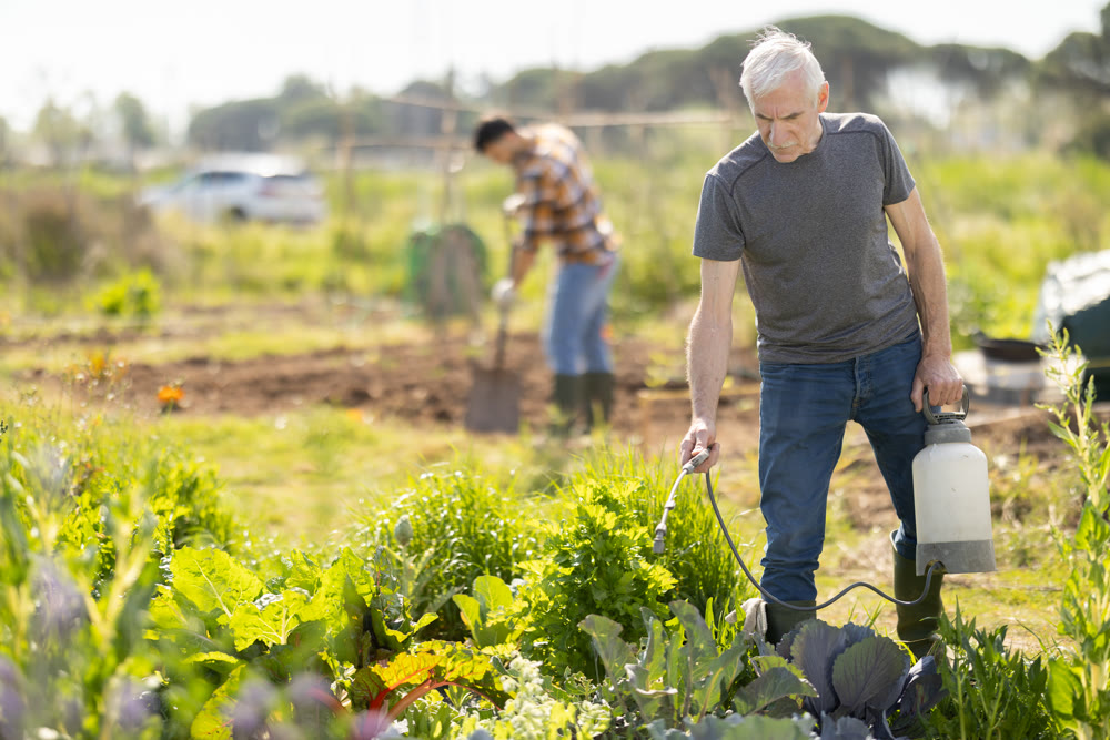 Elderly man spraying plants on farm field