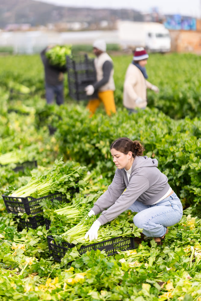 Young woman harvesting celery in a field