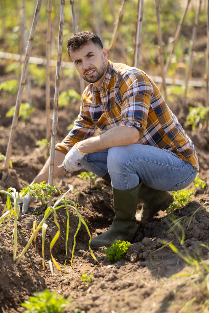 Man secures stands for tomato and cucumber seedlings in garden.