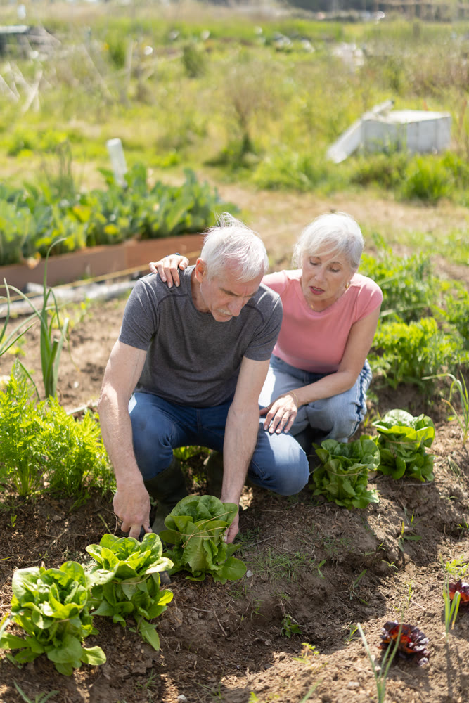 Portrait of elderly couple tending plants together in their garden