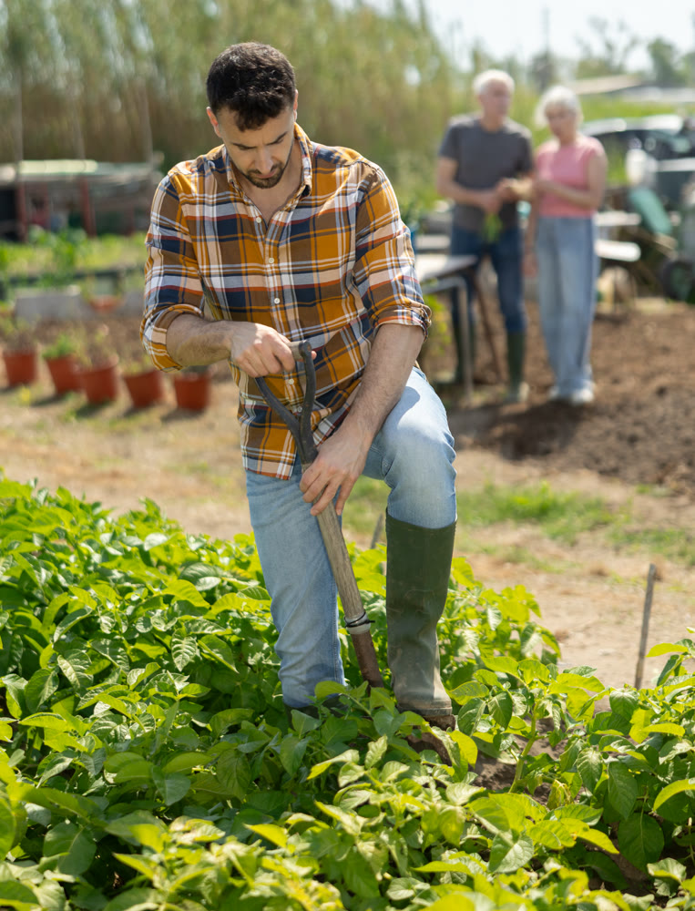 Young man harvesting ripe vegetables on farm field