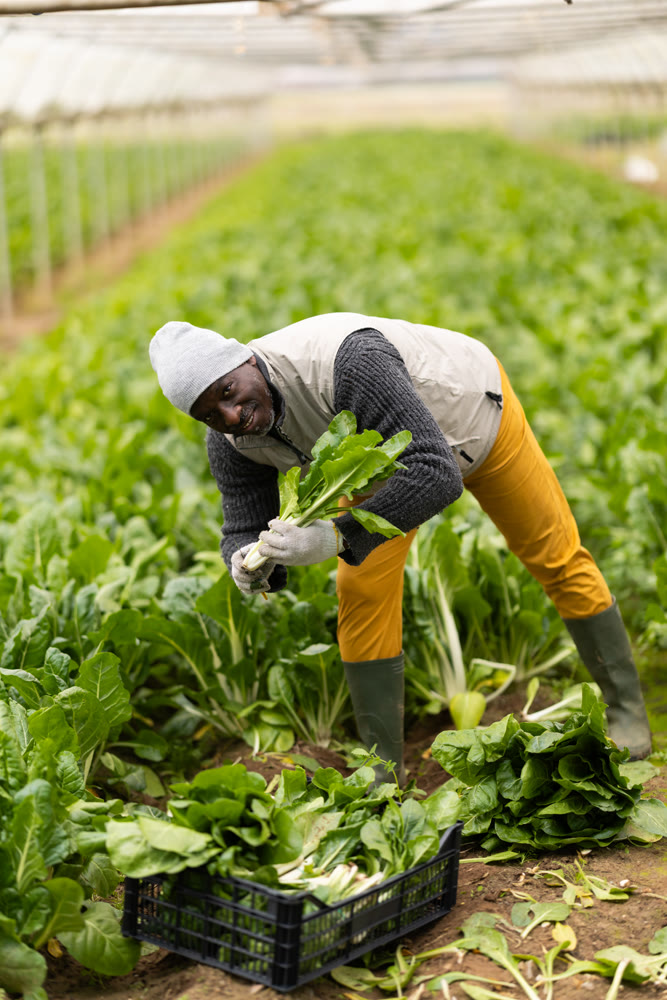 Middle-aged man harvesting chard in greenhouse