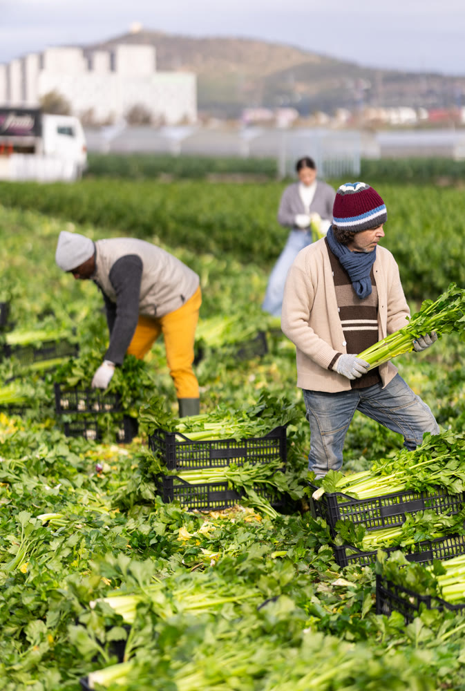 Man farmer woman harvests organic celery at farm plantation