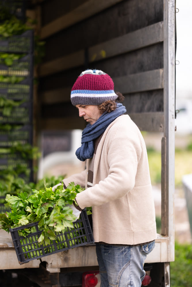 Adult man loading celery harvest into truck