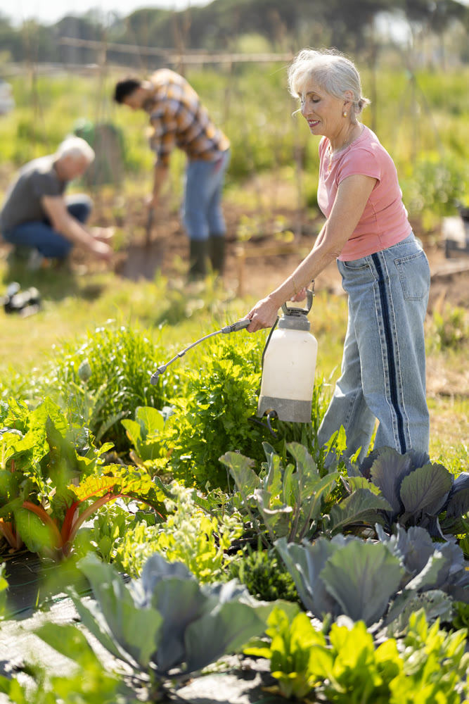 Elderly woman spraying plants on farm field