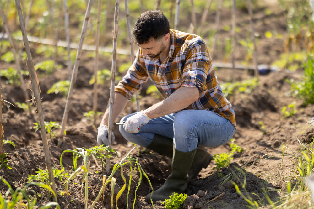 Young man trimming green sprouts on farm field