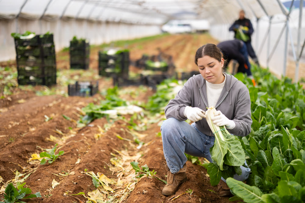 Female farmer harvests chard along with other workers