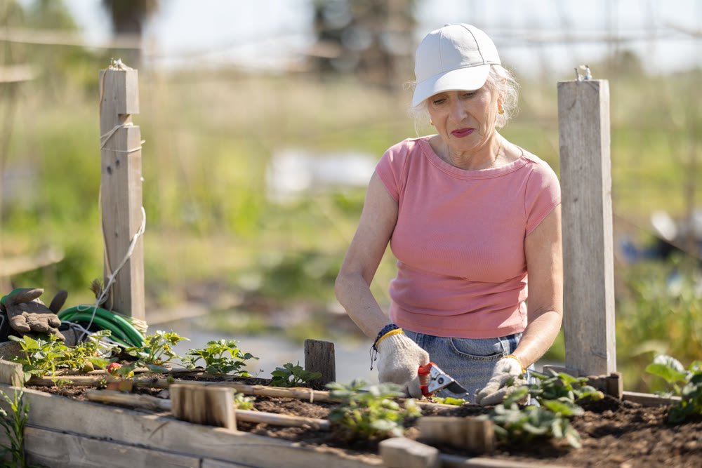 Elderly woman trimming green sprouts on farm field