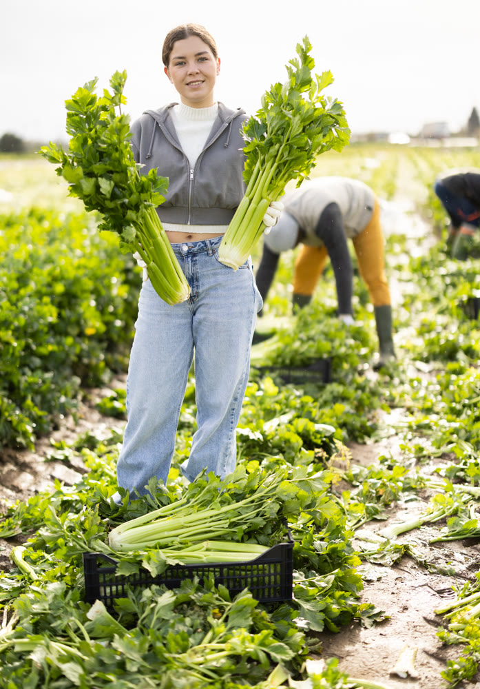 Hired girl worker with team in field harvesting celery.
