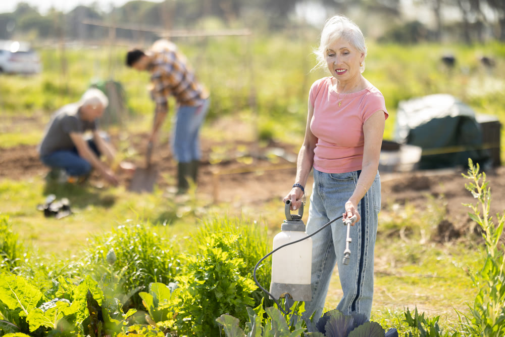 Elderly woman sprays tomato seedlings with insecticide in garden.