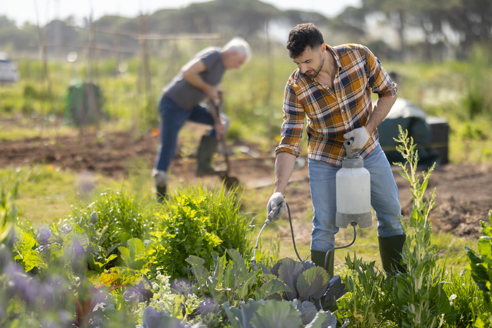 Farm worker sprays tomato seedlings with insecticide in garden.
