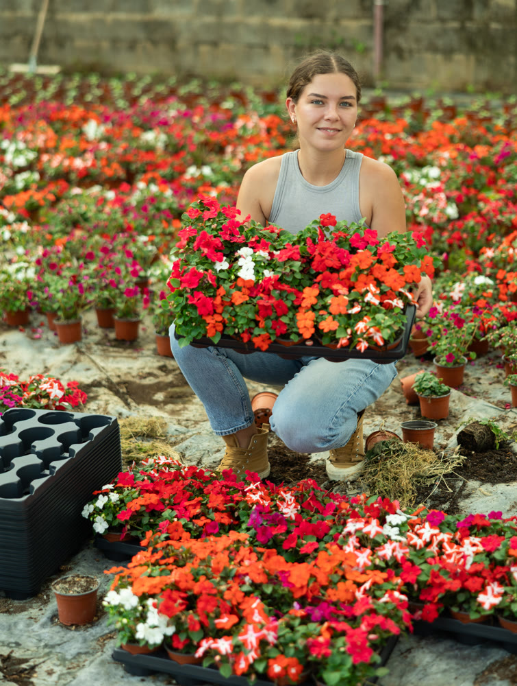 Portrait of positive girl with a tray of flowers Balsaminaceae genus in her hands in large greenhouse