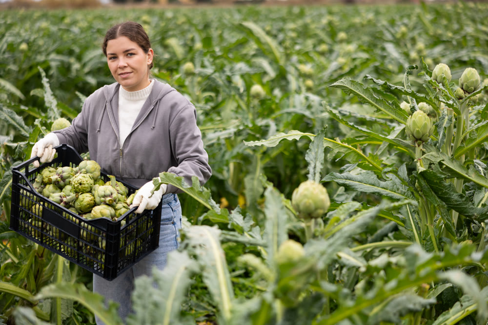 Portrait of positive farmer girl holding box of ripe artichokes