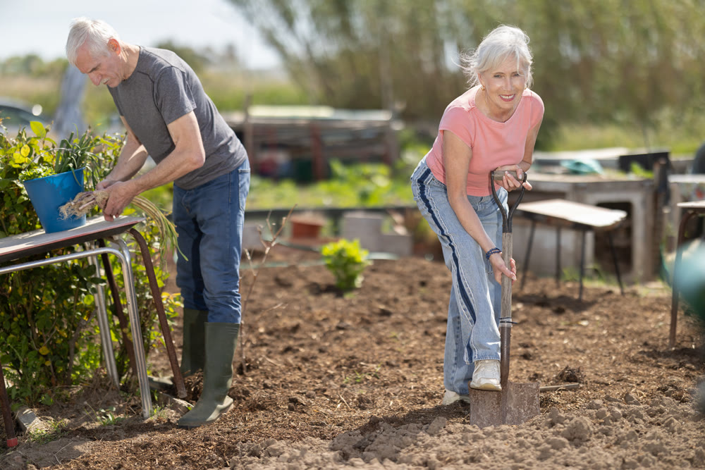 Mature woman farmer digs soil in the garden beds with shovel