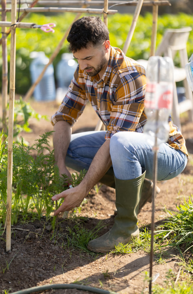 Young man trimming green sprouts on farm field