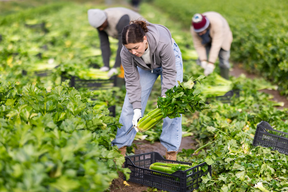 Hired girl worker with team in field harvesting celery.
