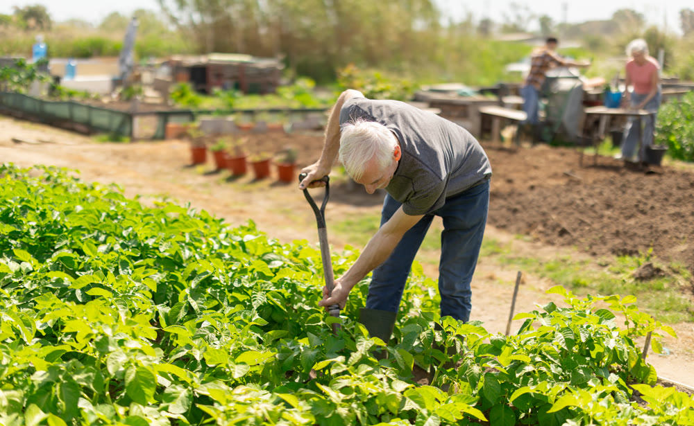 Elderly man with shovel working on farm field