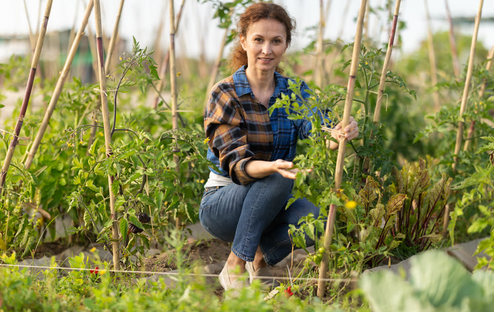 Middle aged woman takes care of tomatoes in cottage garden