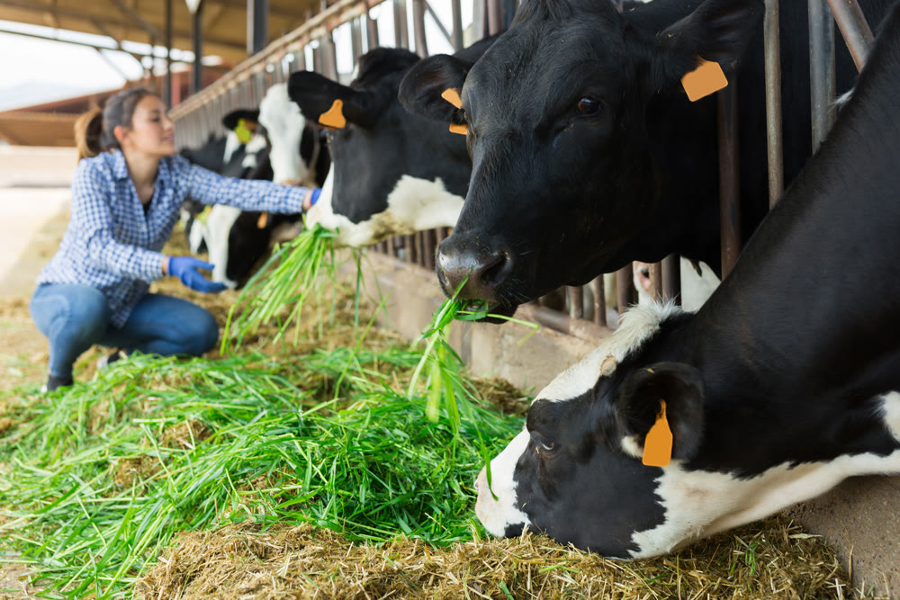 Cows eating grass and hay at farm