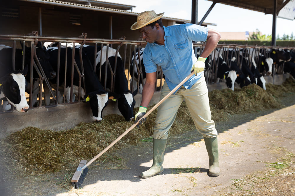 Confident farmer working in cowshed, engaged in breeding of milking holstein cows