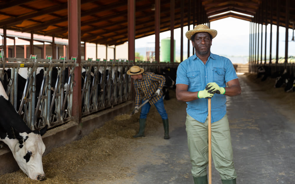 African american farmer posing in open cowshed on summer day