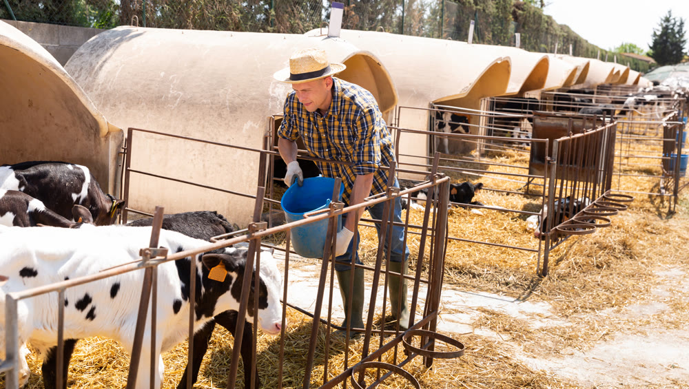 Man farmer with bucket feeding cows at cow farm outdoor