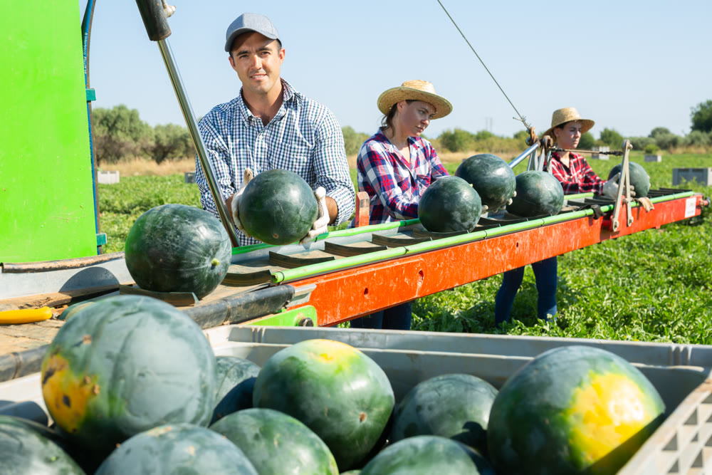 Team of professional farmers working on modern harvesting platform on field, picking watermelons
