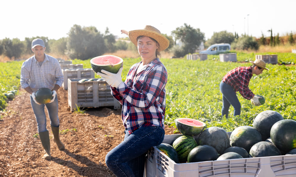 Young woman picking fresh watermelons on field