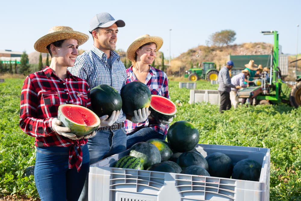 Farmers posing in field with watermelons crop