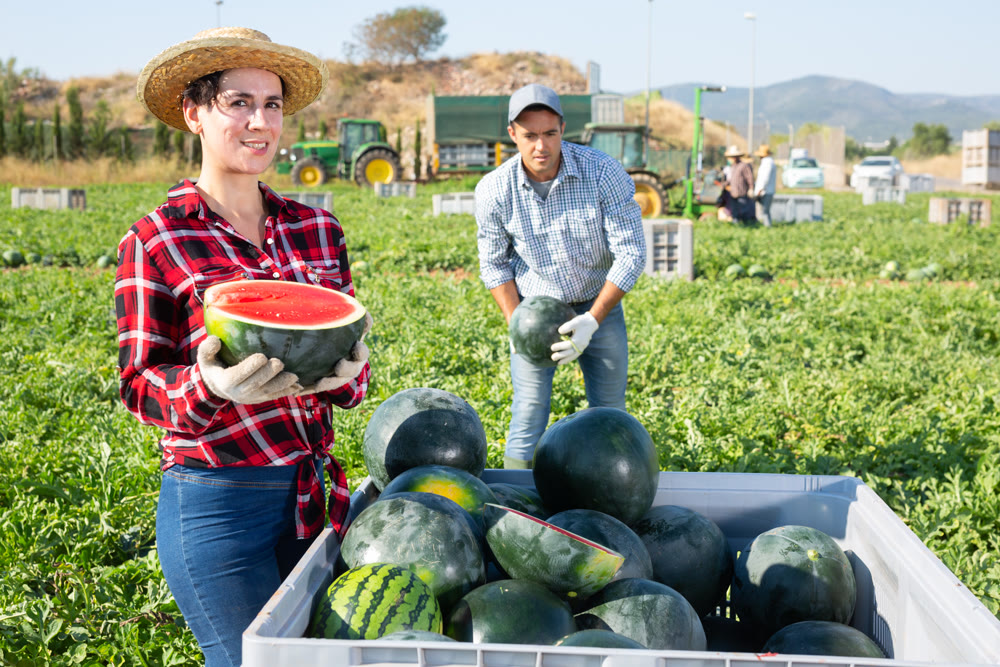 Woman gathering ripe watermelons on plantation