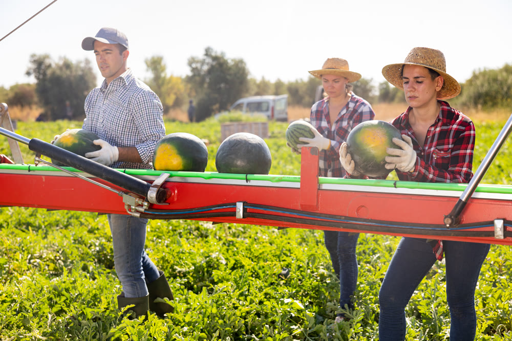 Plantation workers sorting ripe watermelons on outdoor conveyor
