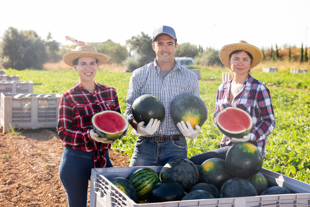 Portrait of farm workers posing at agricultural field with crate full of watermelons