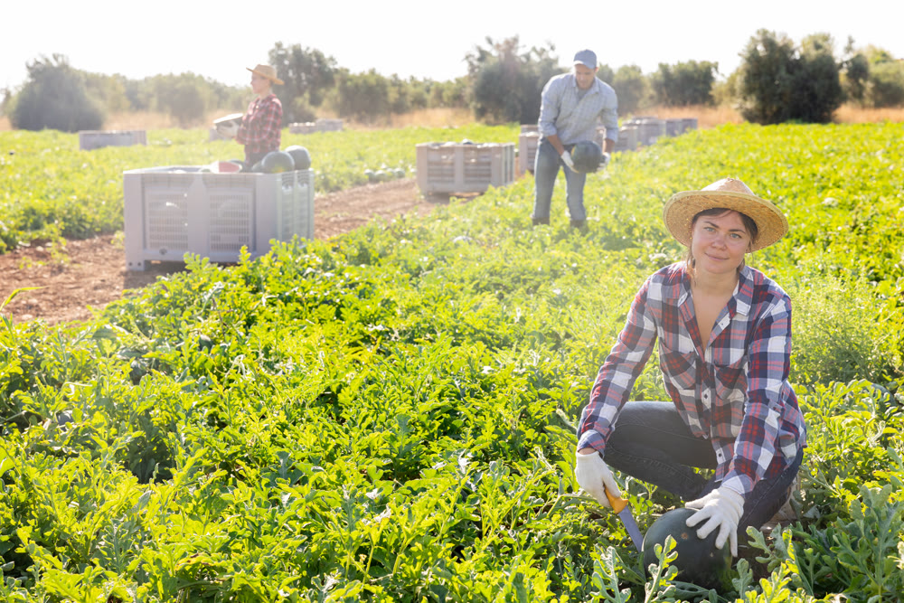 Satisfied woman farmer with watermelon in her hands on farmer field