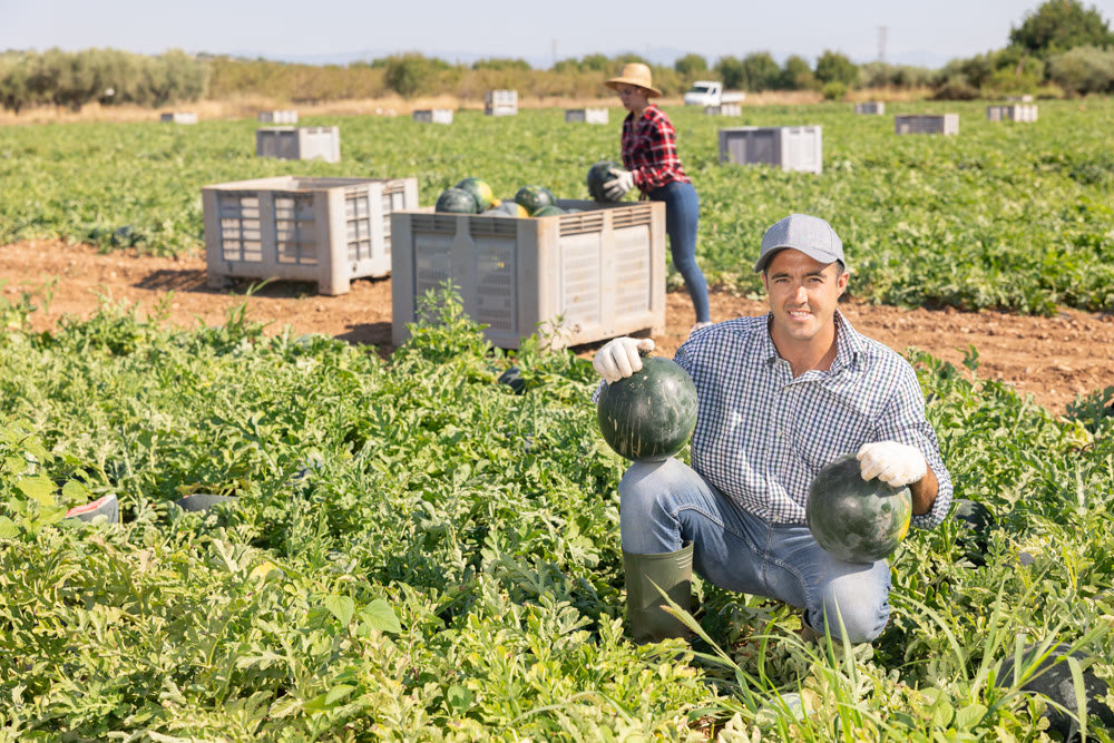 Man gathering ripe watermelons on plantation