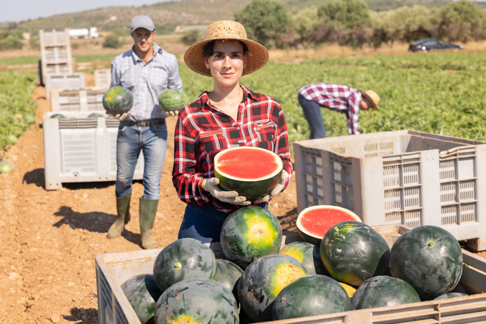 Farmer posing in field with watermelons crop