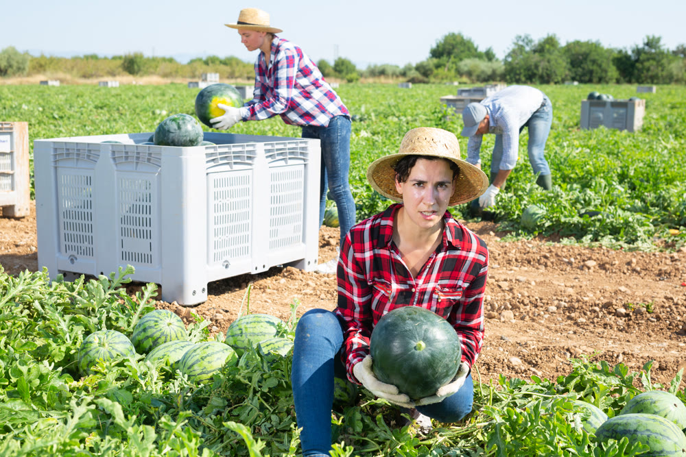 Female farmer harvesting watermelons on fruit plantation
