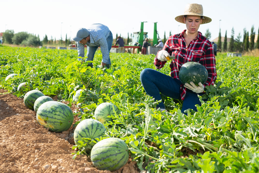 Woman gathering ripe watermelons on plantation