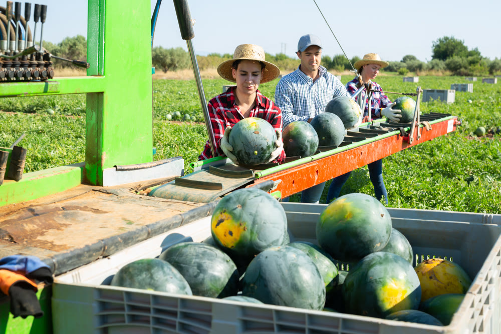 Three workers sorting fresh watermelons at outdoor conveyor