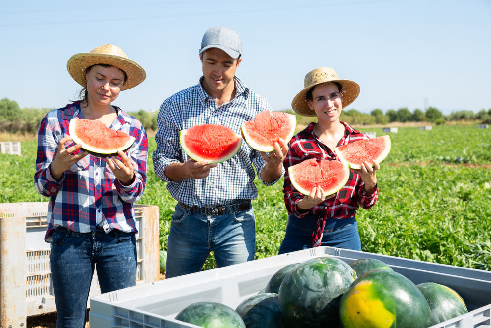 Smiling plantation workers holding slices of watermelons