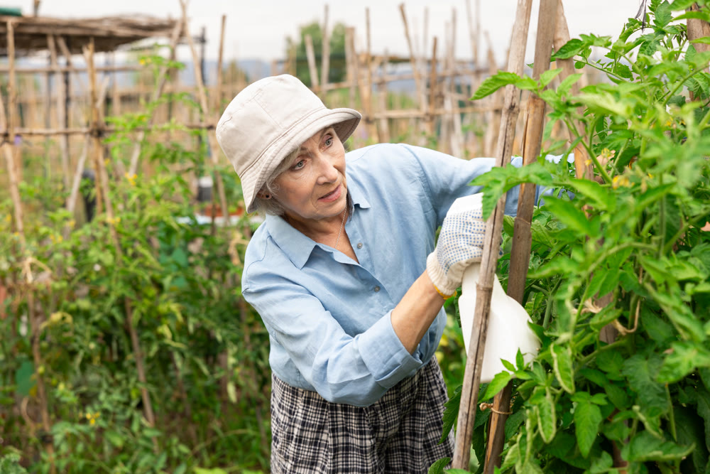 Senior woman gardener spraying tomato.