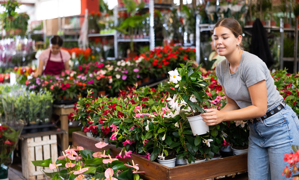 Young woman customer choosing mandevilla in flower-pots in open-air plants market