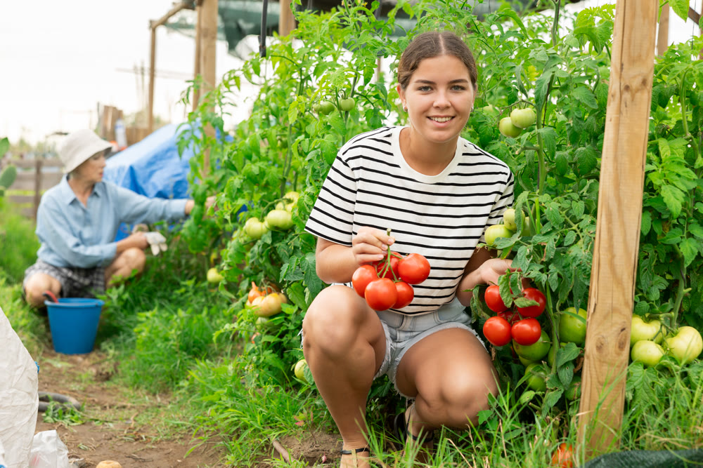 young girl in shorts tomatoes harvest