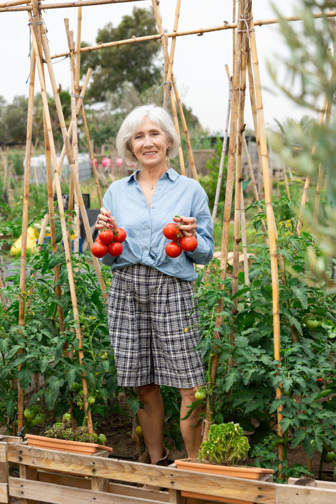 Elderly positive woman posing with red tomatoes in garden